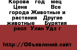 Корова 1 год 4 мец › Цена ­ 27 000 - Все города Животные и растения » Другие животные   . Бурятия респ.,Улан-Удэ г.